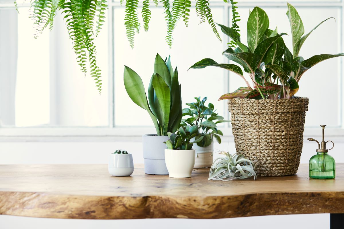 5 plante de apartament rezistente la intuneric
