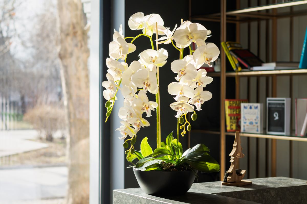 Unde se tine orhideea in casa. Care este locul potrivit pentru Phalaenopsis 