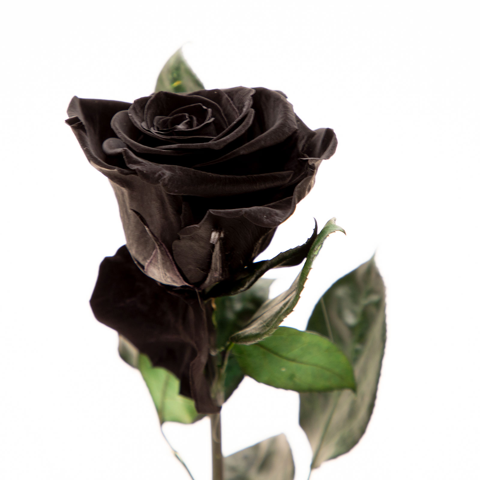 Trandafir criogenat negru in cupola 
