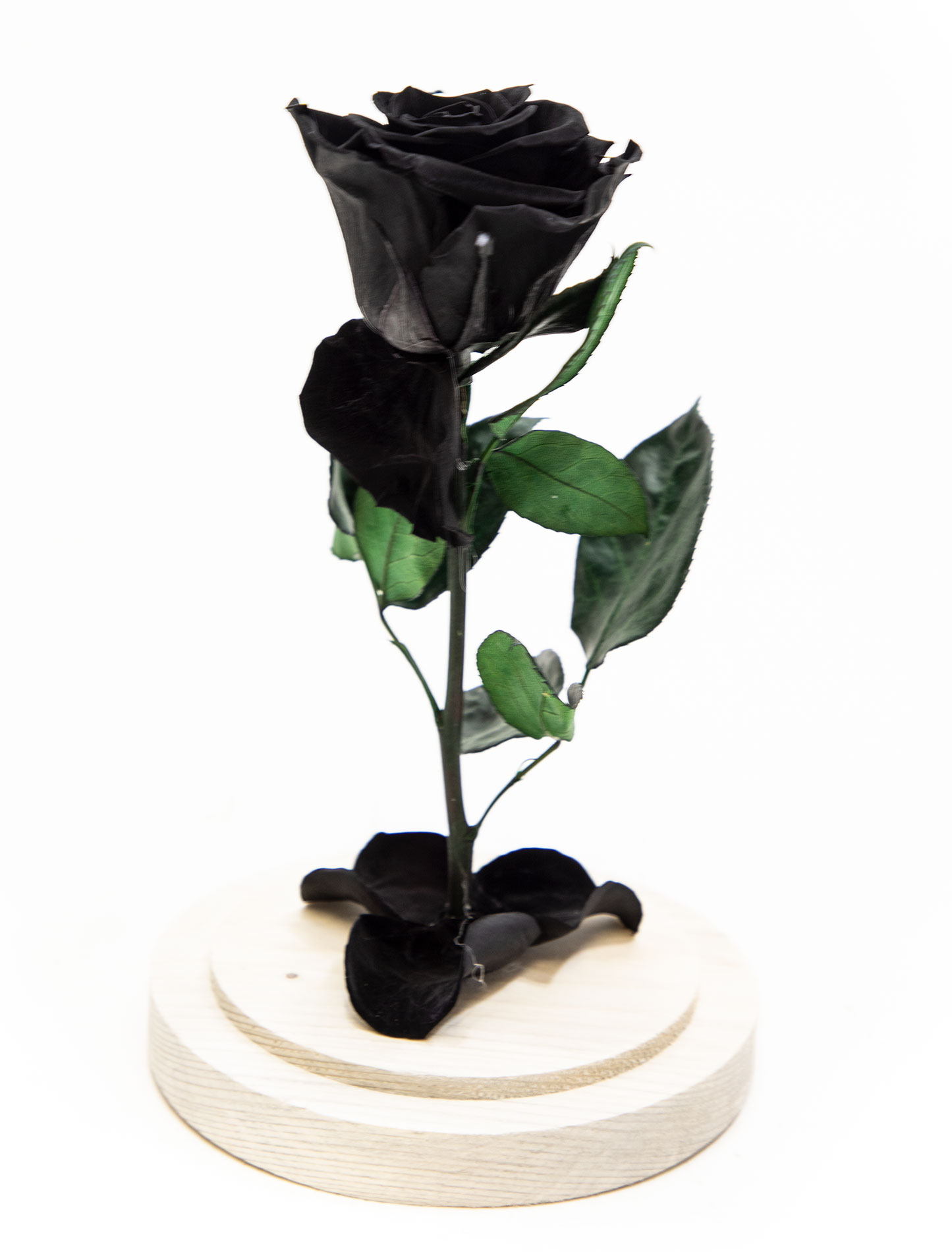 Trandafir criogenat negru in cupola