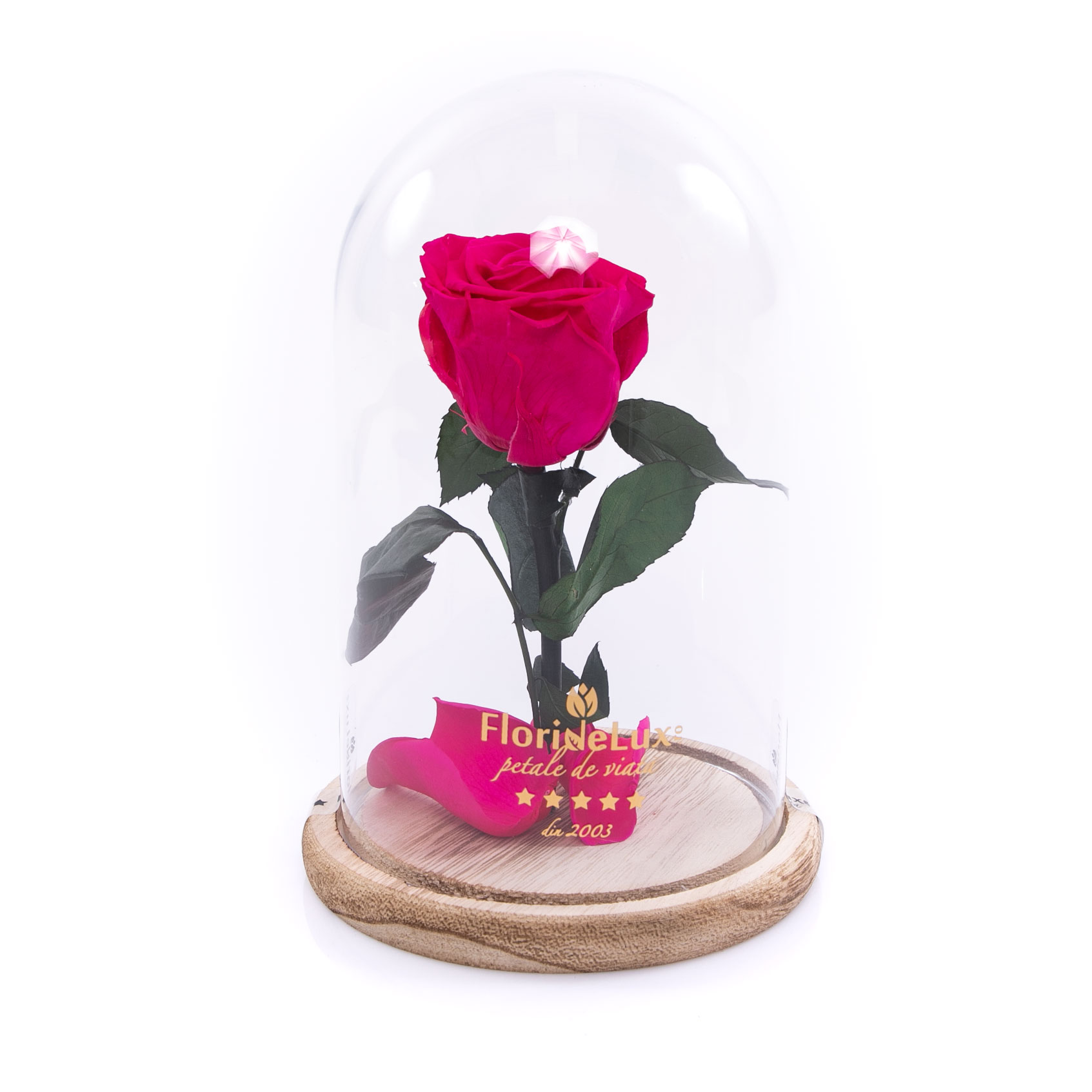 Trandafir criogenat roz intens in cupola