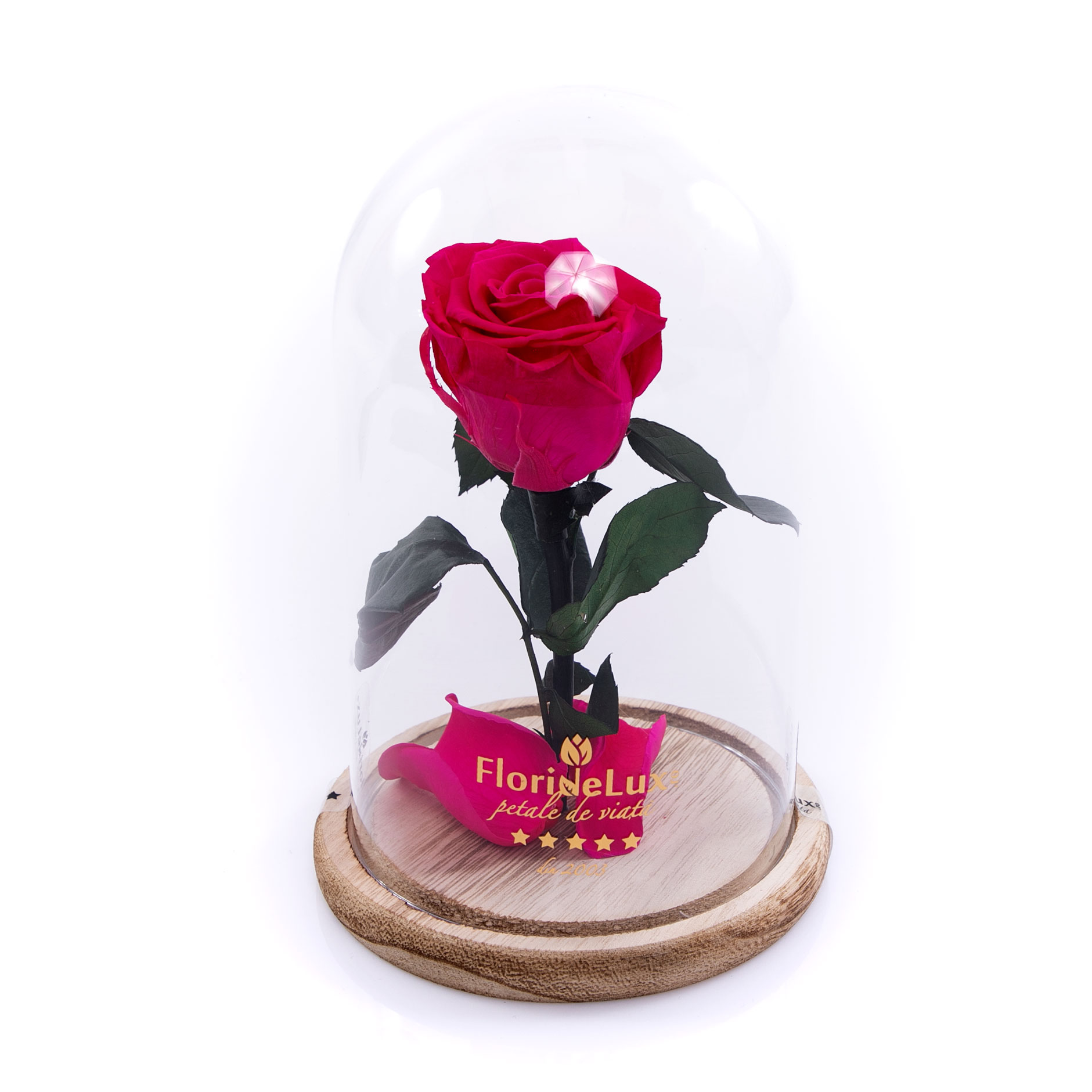 Trandafir criogenat roz intens in cupola