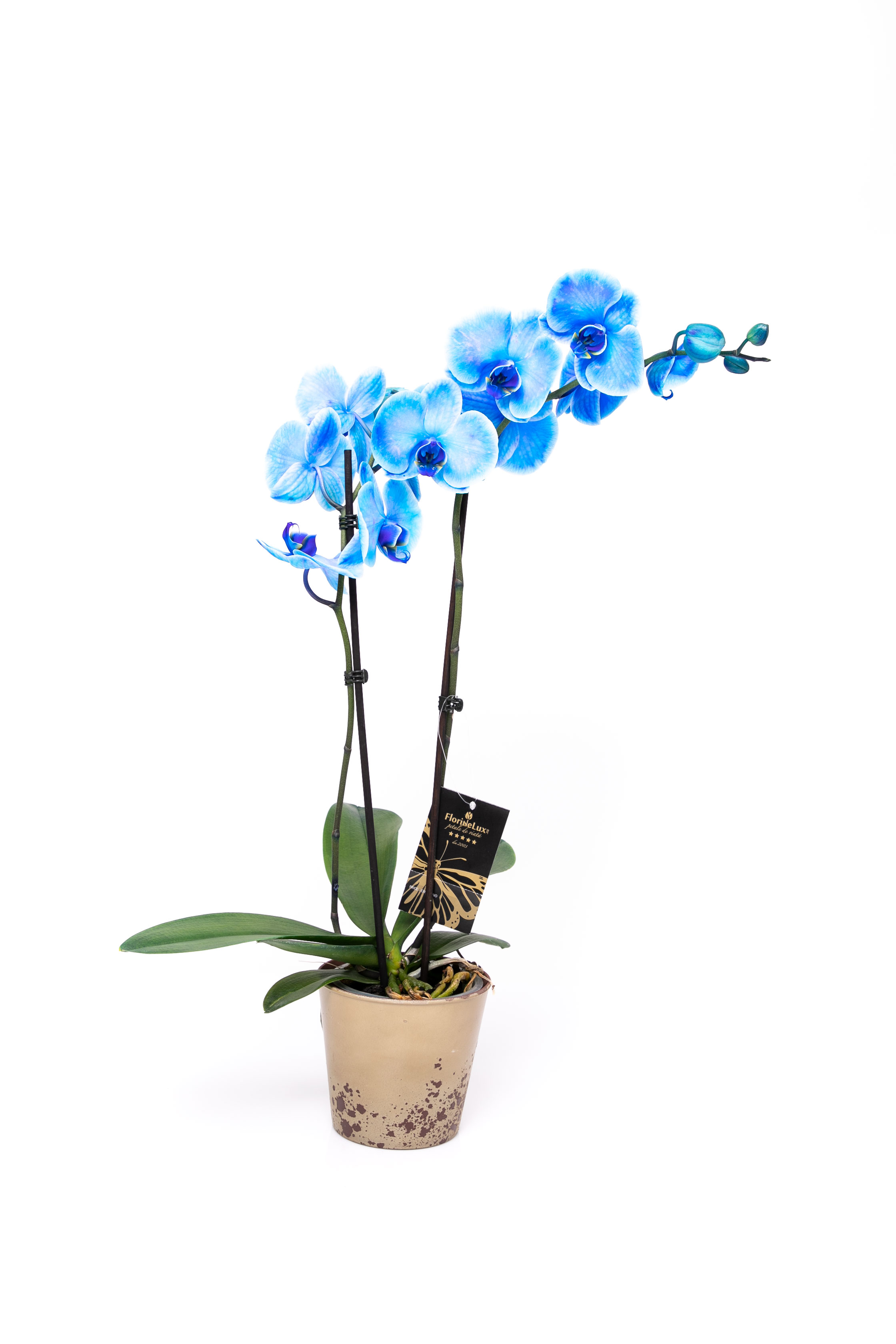Orhidee albastra deosebita