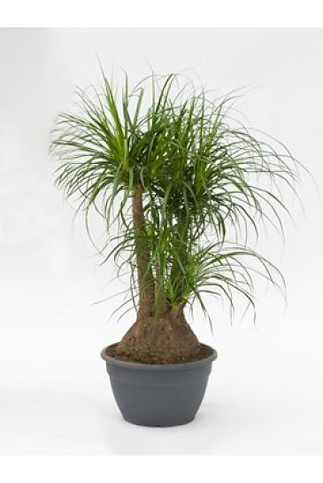 Planta Beaucarnea Recurvata