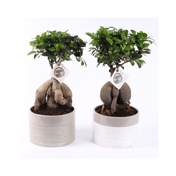 bonsai ginseng decorativ