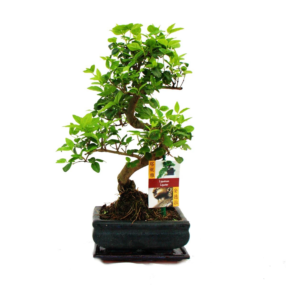 Bonsai 5 ani Ligustrum, bonsai cadou, planta bonsai