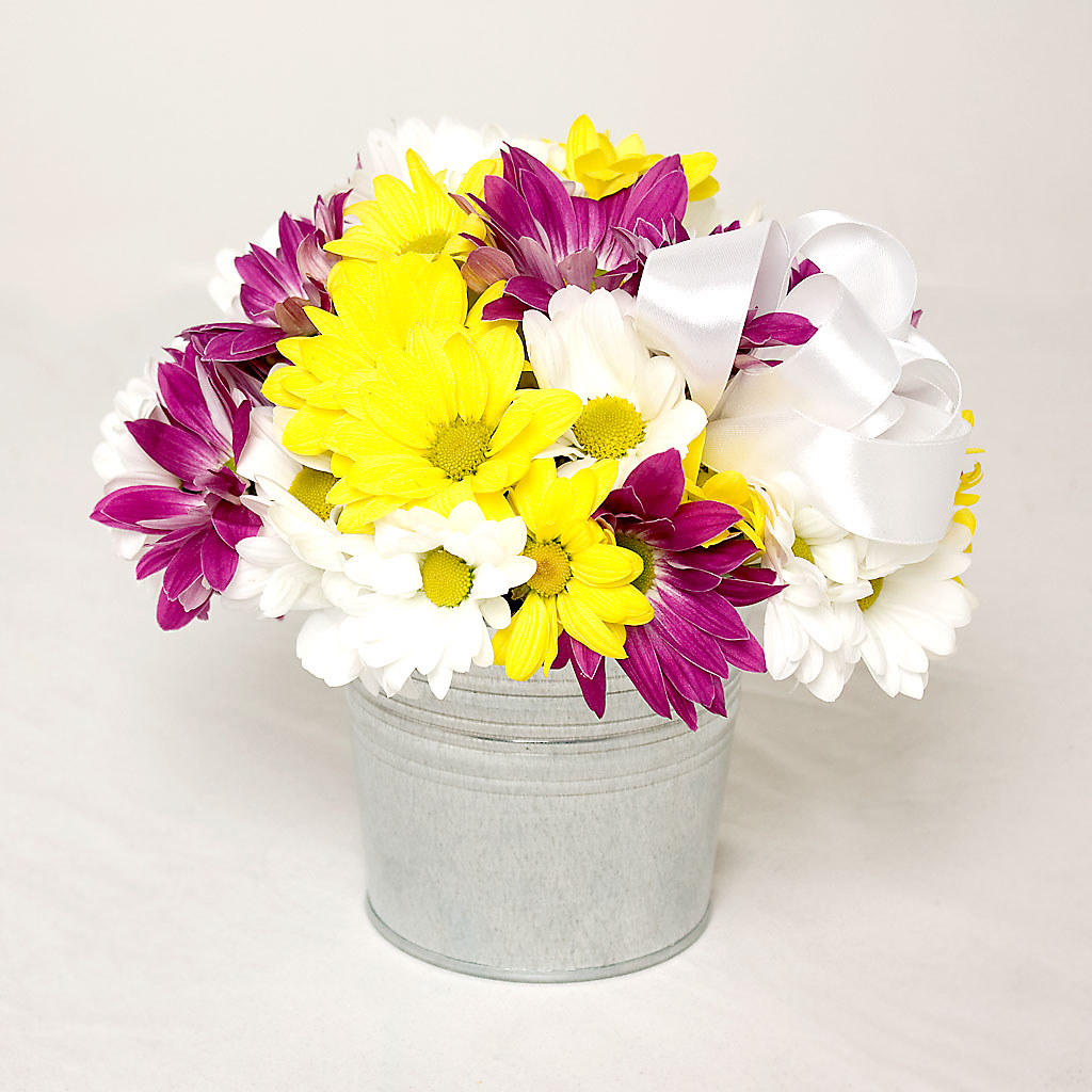 crizanteme colorate, cadou de primavara