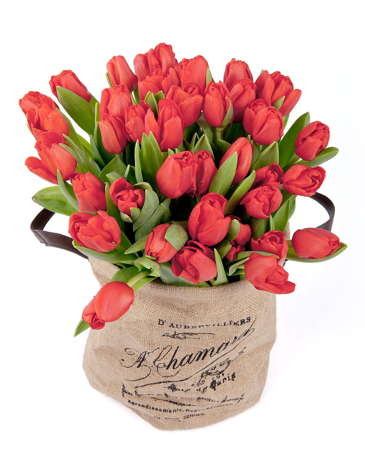 Tulipes charmantes