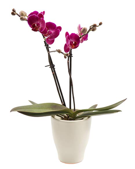 Orhidee Phalaenopsis rosie