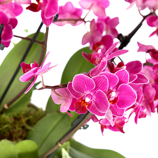 Ansamblu orhidee phalaenopsis mov