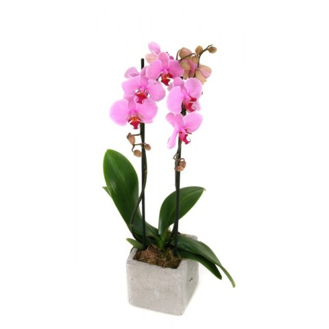 Phalaenopsis roz in vas ceramica