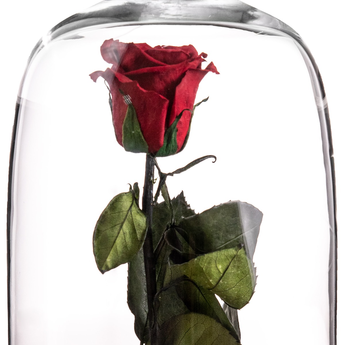 Trandafir criogenat in cupola de sticla