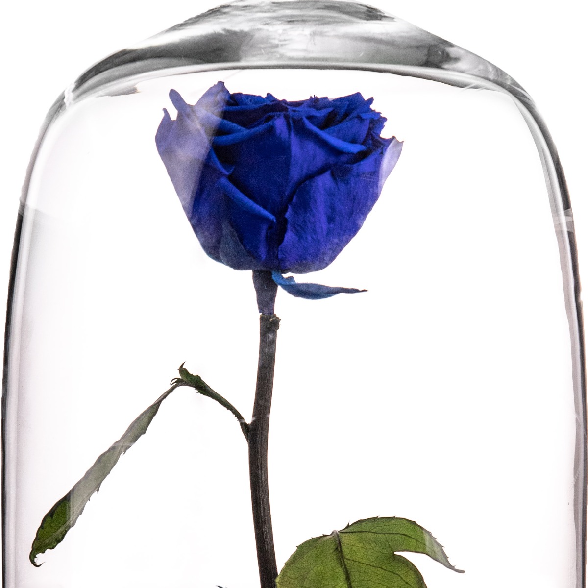 Trandafir criogenat trandafir albastru