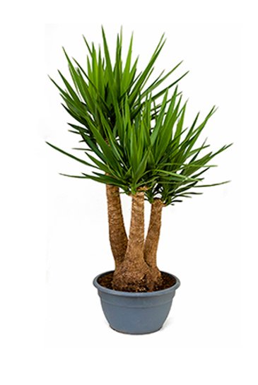 Planta Yucca 160 cm