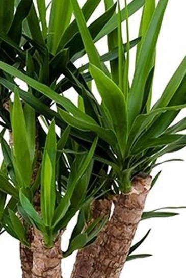 Planta Yucca 160 cm