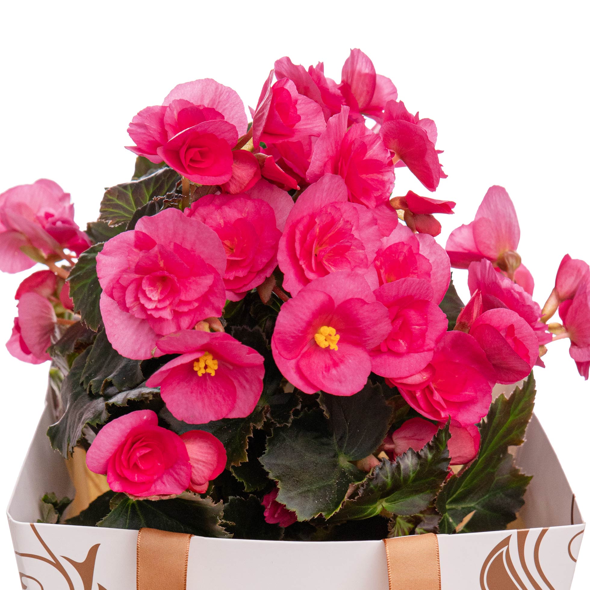Planta Begonie roz in punga cadou