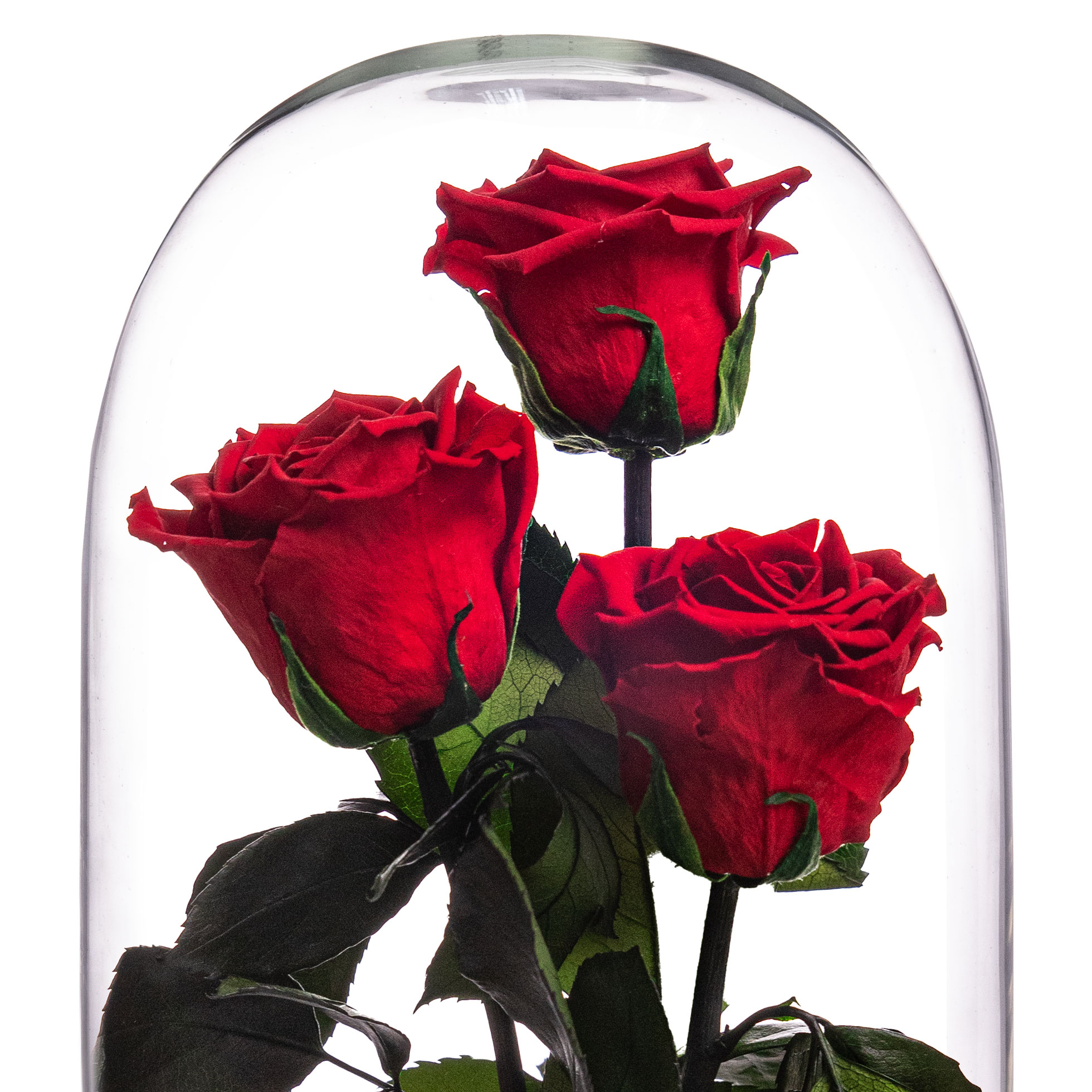 Cupola cu 3 trandafiri criogenati rosii