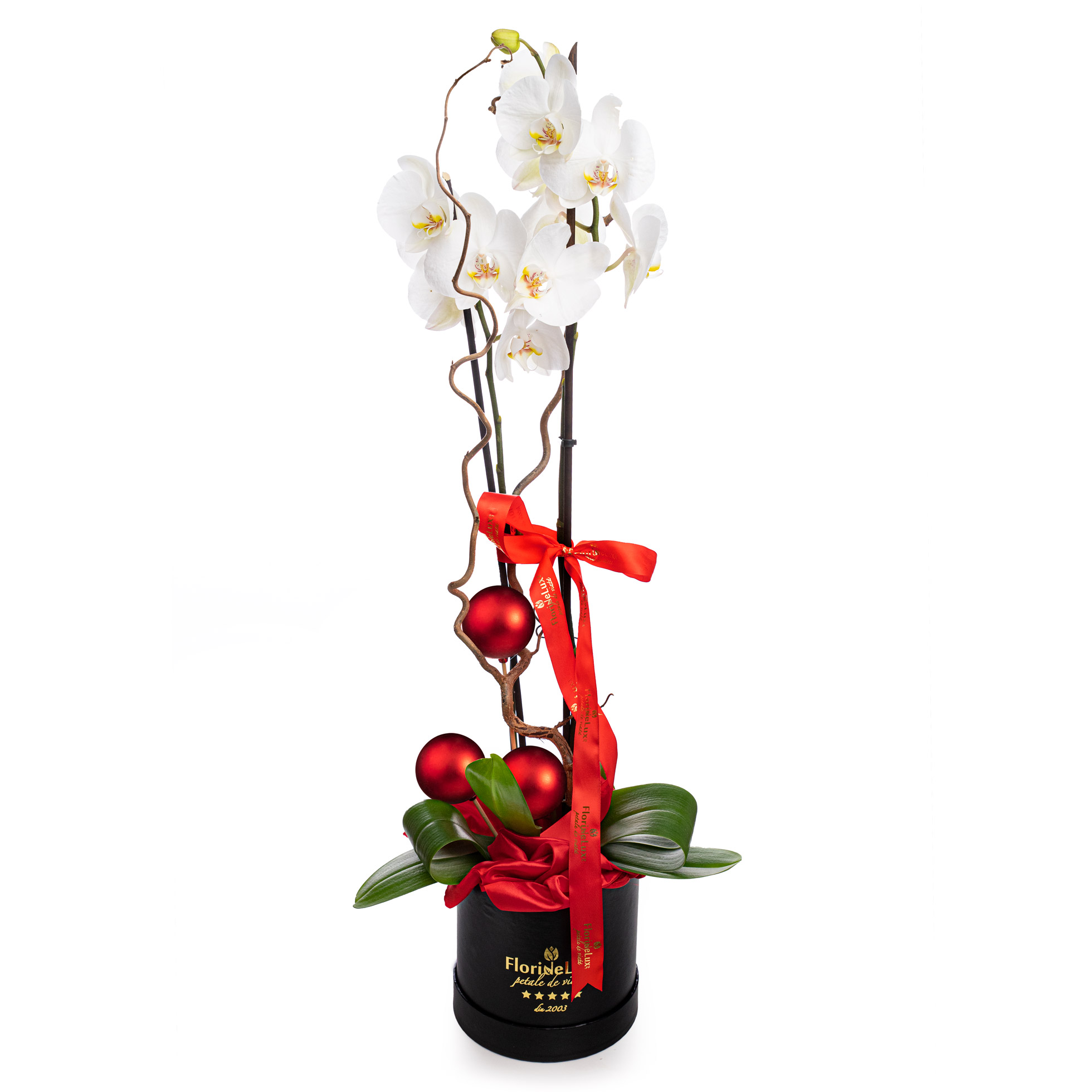 Orhideea phalaenopsis de Craciun 