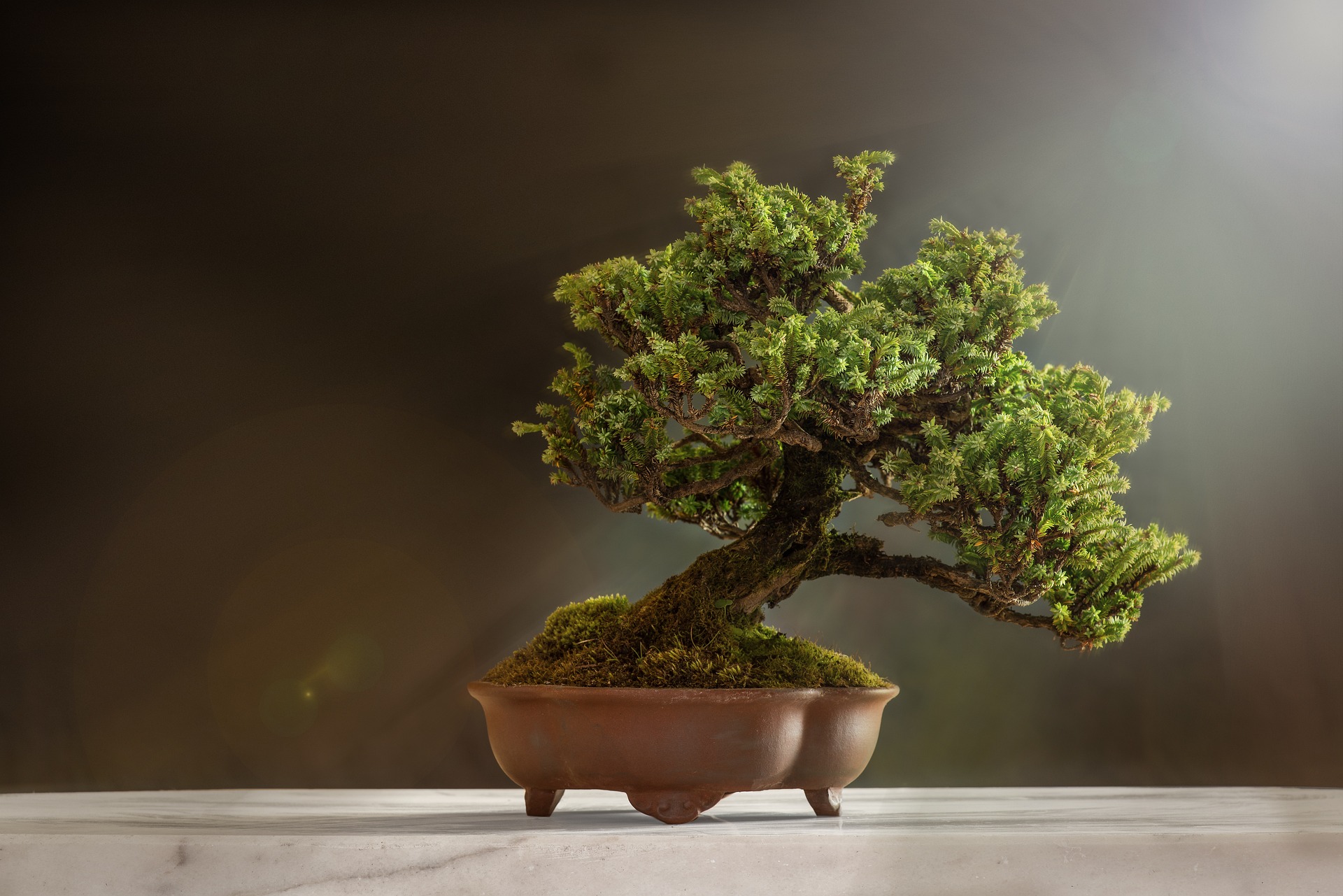 Simbolistica bonsaiului. Ce semnificatie are atunci cand il faci cadou