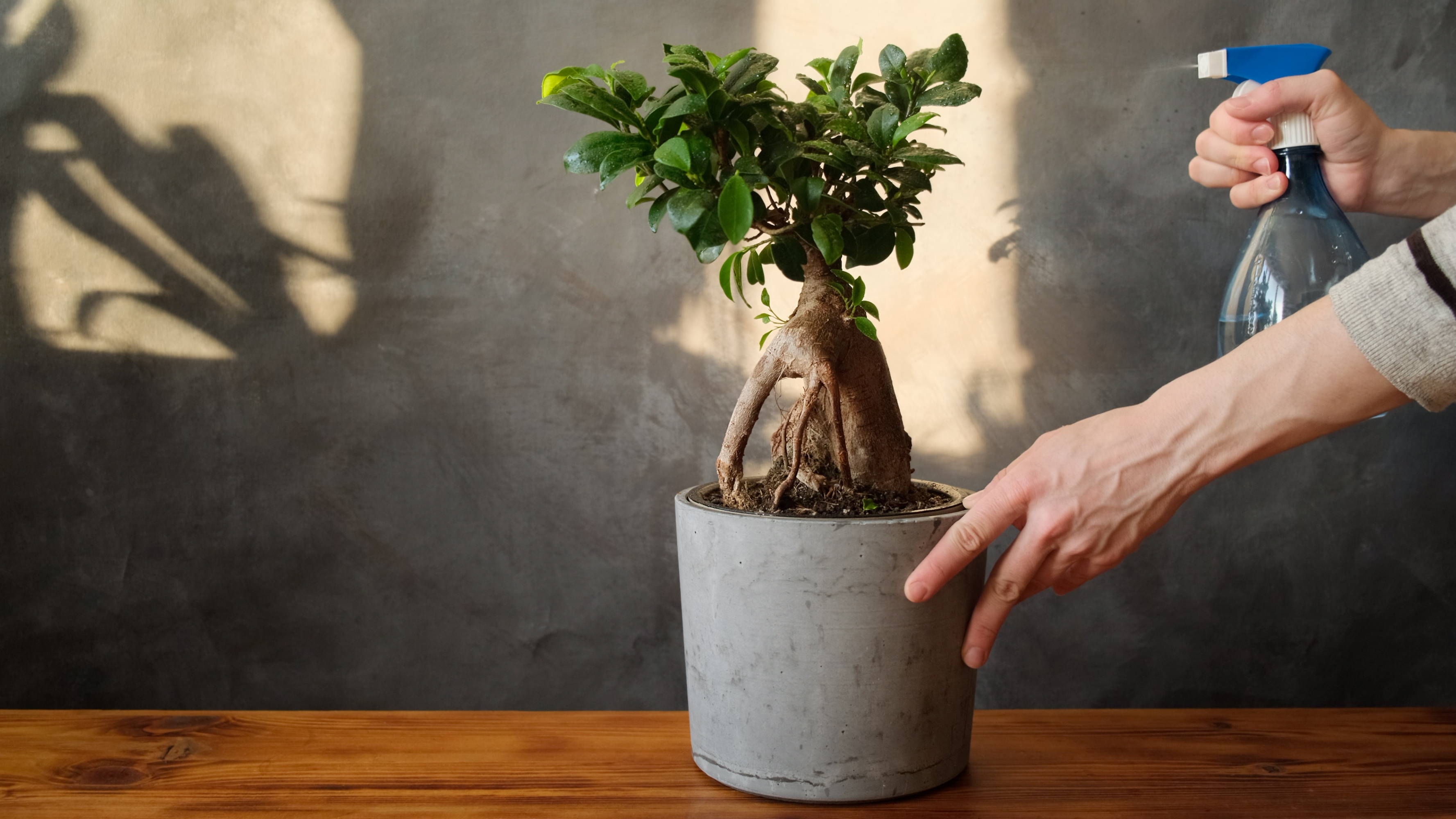 Cum sa ingrijesti ficusul bonsai Ginseng. Udare, fertilizare, toaletare si inmultire