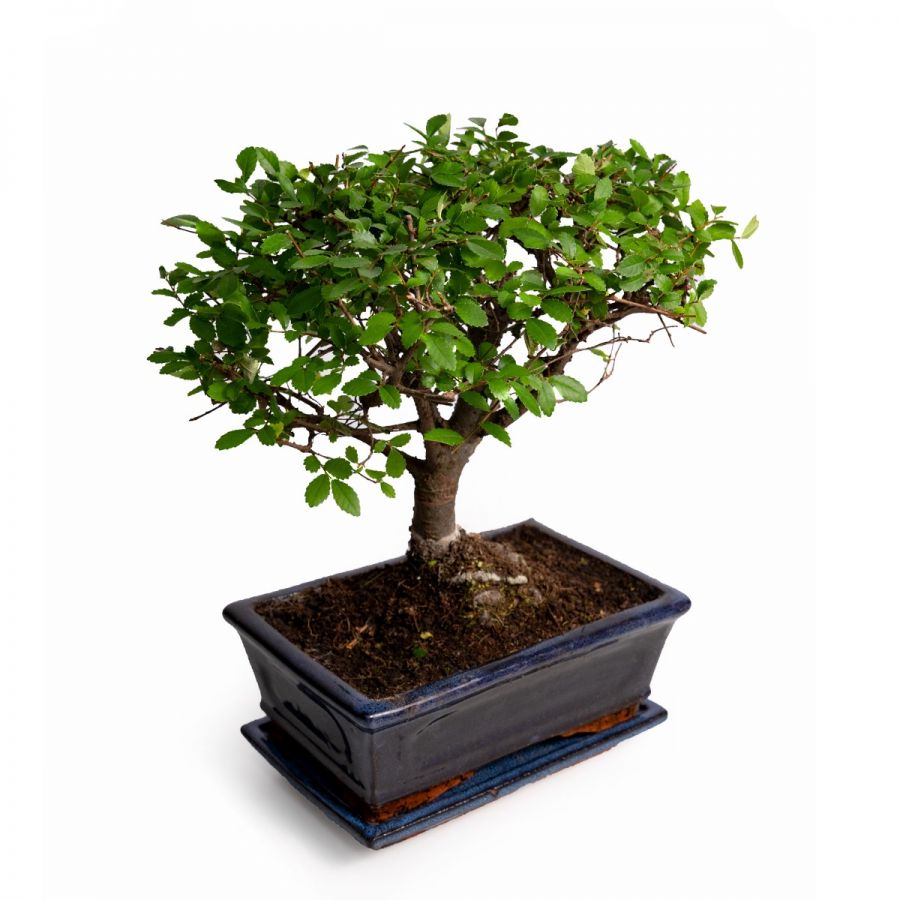 bonsai in ghiveci cadou