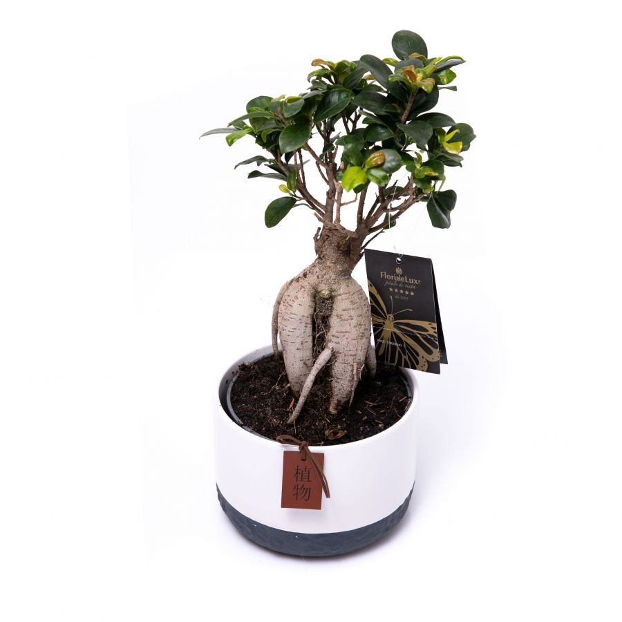 ficus bonsai ginseng in ghiveci decorativ