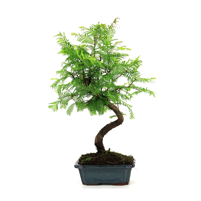 bonsai metasequoia