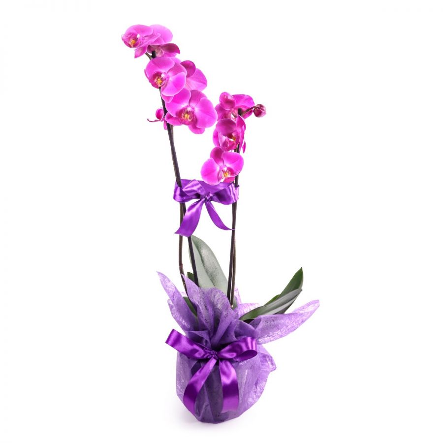 orhidee mov in ghiveci cadou