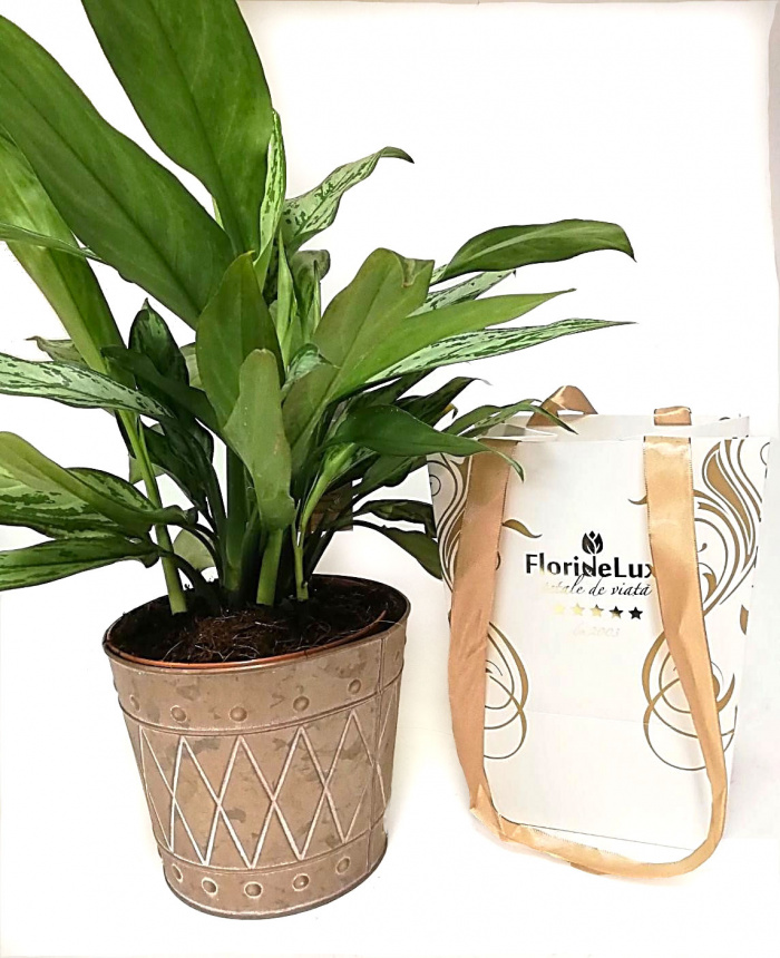 Aglaonema silver queen – imaginea 1