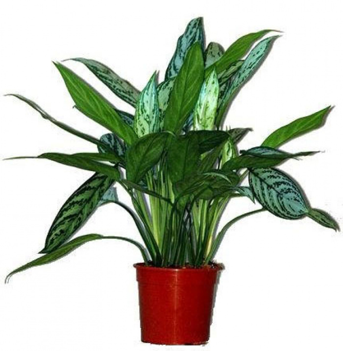Aglaonema silver queen – imaginea 2