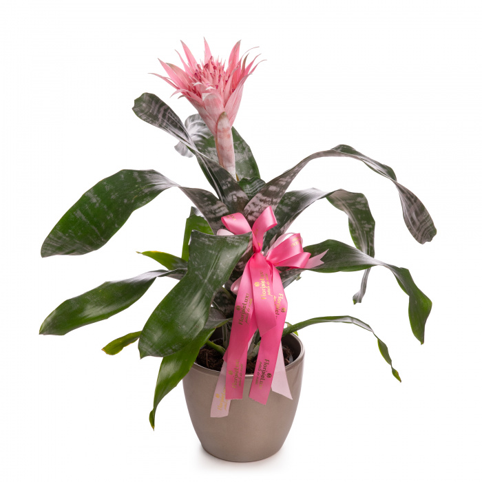 Aechmea – imaginea 1