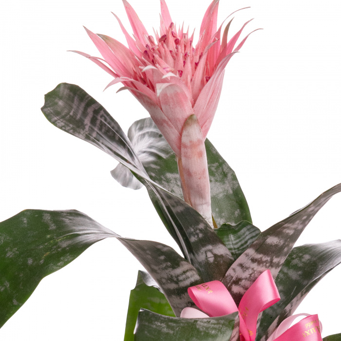 Aechmea – imaginea 2