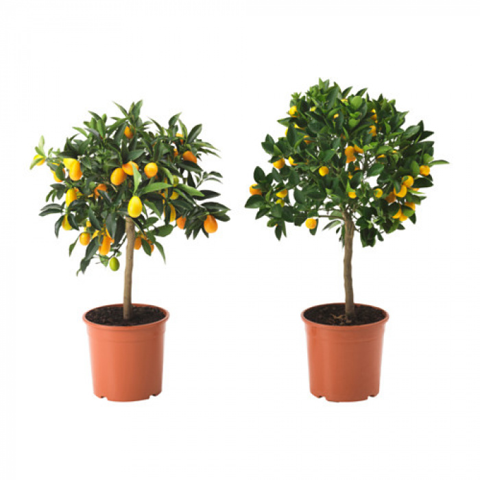 Lamaiul - Citrus – imaginea 1
