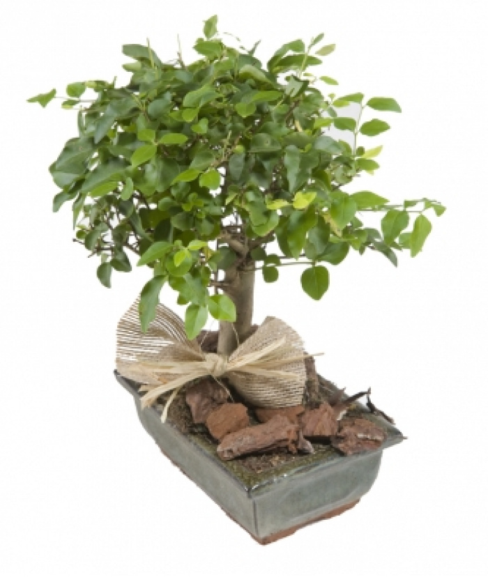 Bonsai cadou 30 cm