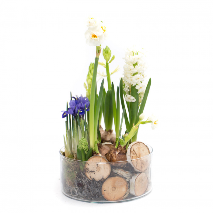 Ansamblu plante NATURE WILD – imaginea 1
