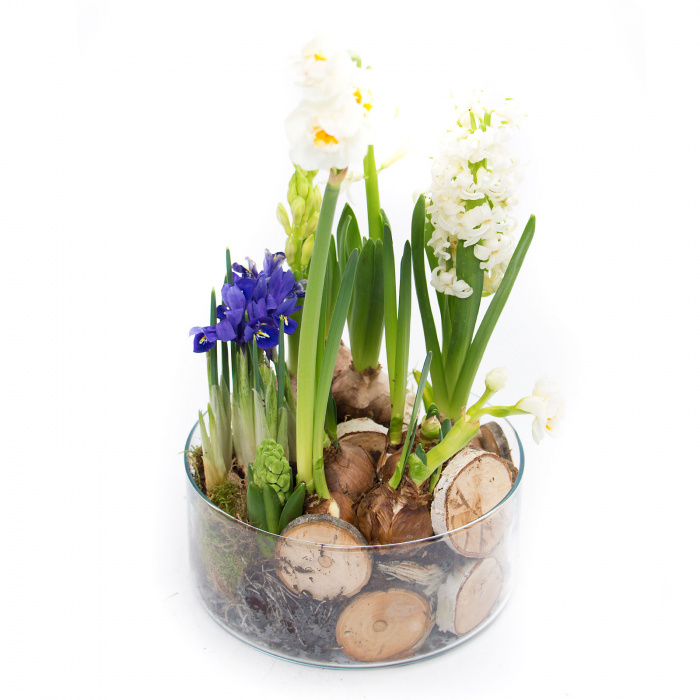 Ansamblu plante NATURE WILD – imaginea 2