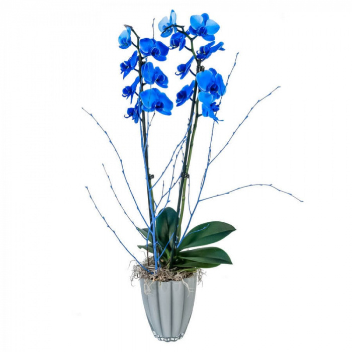 Orhidee albastra phalaenopsis – imaginea 1