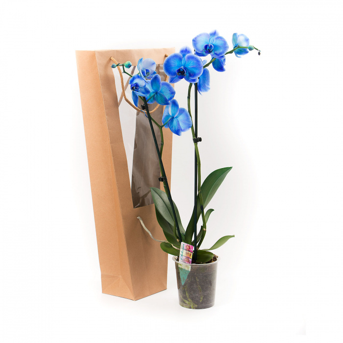 Orhidee albastra phalaenopsis – imaginea 2