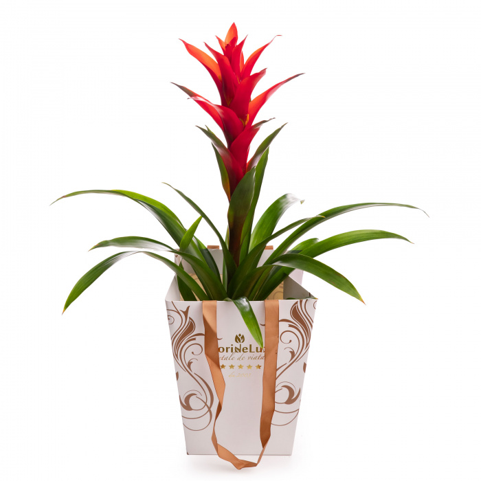 Planta exotica decor - guzmania – imaginea 1