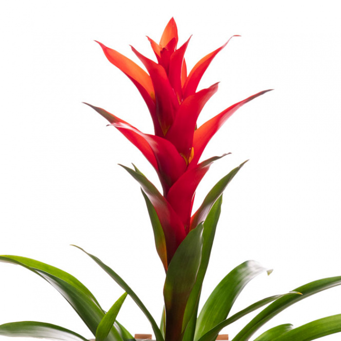 Planta exotica decor - guzmania – imaginea 2
