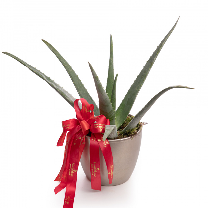 Aloe Vera – imaginea 1