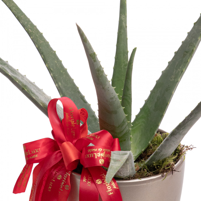 Aloe Vera – imaginea 2