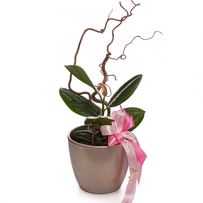 Ficus Elastica Robusta – imaginea 1