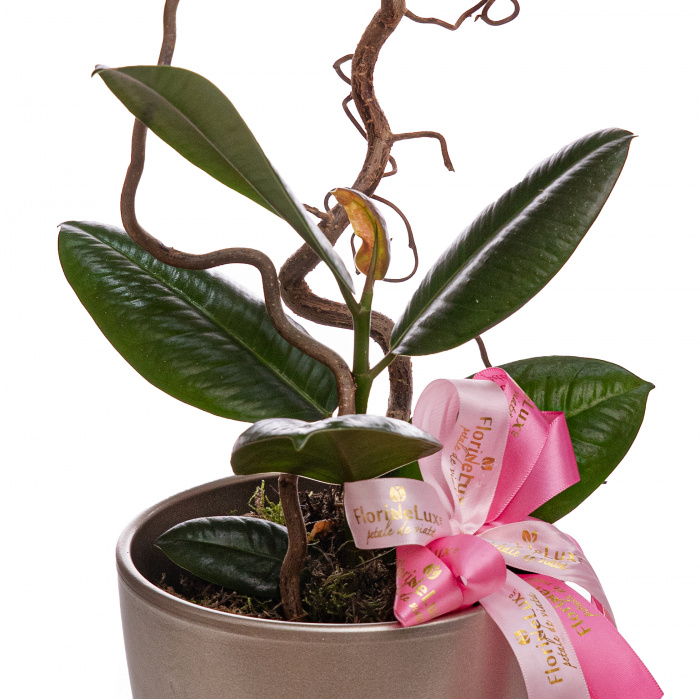 Ficus Elastica Robusta – imaginea 2