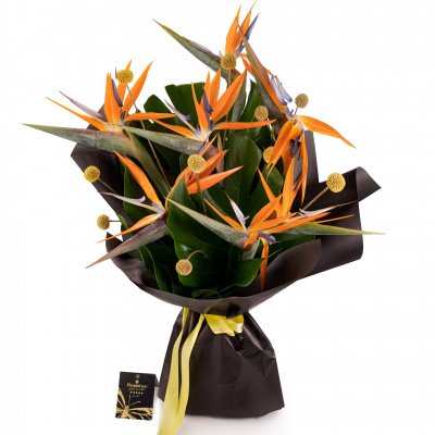 Buchet strelitzia, pasarea paradisului