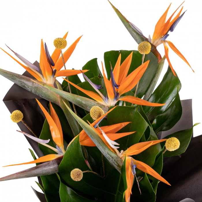 Buchet strelitzia, pasarea paradisului – imaginea 2