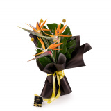 Buchet strelitzia, pasarea paradisului – Standard