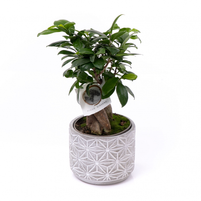 Bonsai ficus in vas elegant – imaginea 1