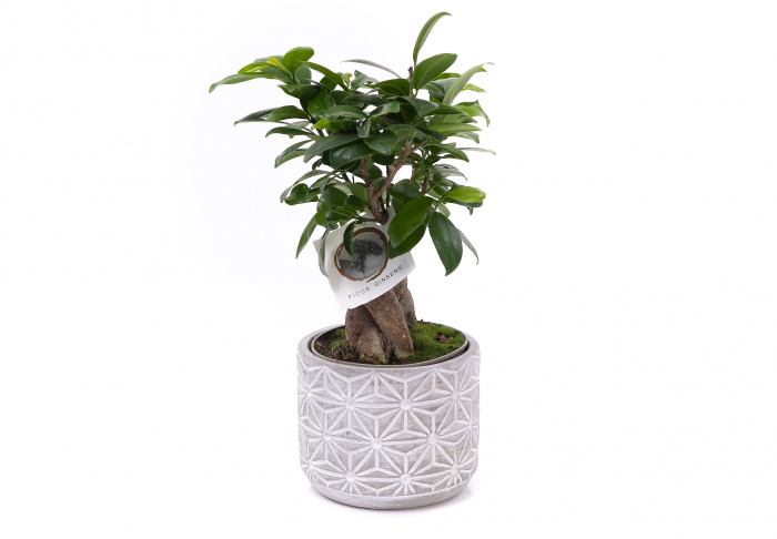 Bonsai ficus in vas elegant – imaginea 2