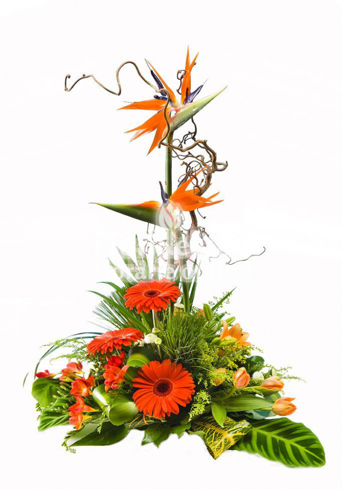 Aranjament floral gerbera si strelitzia – imaginea 1